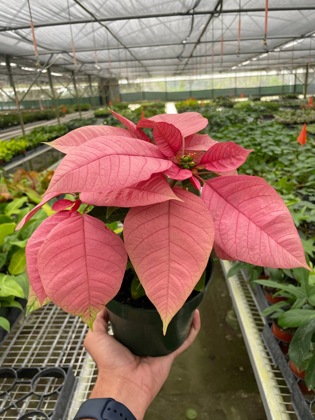 Poinsettia 'Pink' indoor houseplant