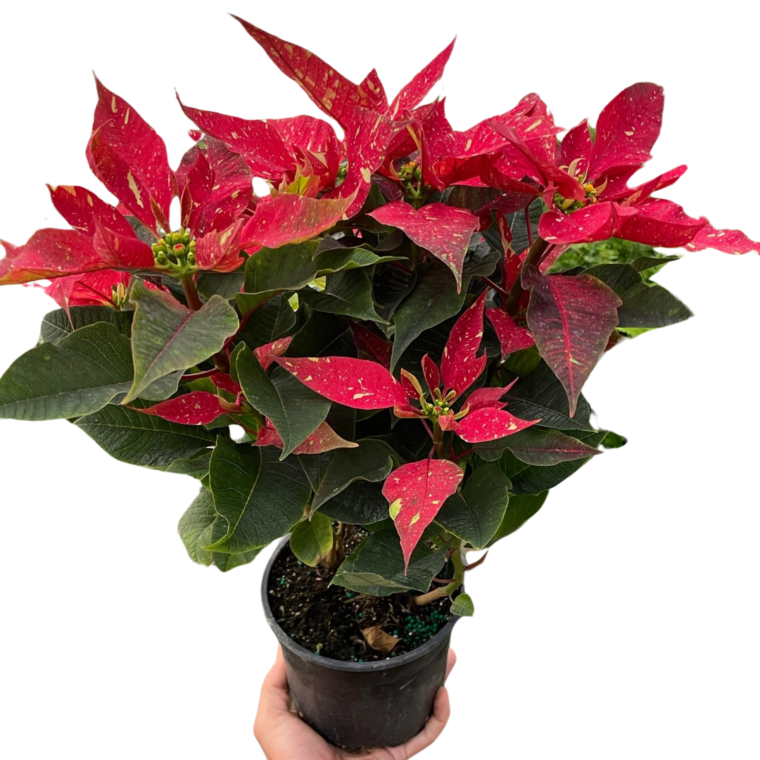 Poinsettia 'Red Glitter' indoor houseplant