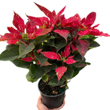 Poinsettia 'Red Glitter' indoor houseplant