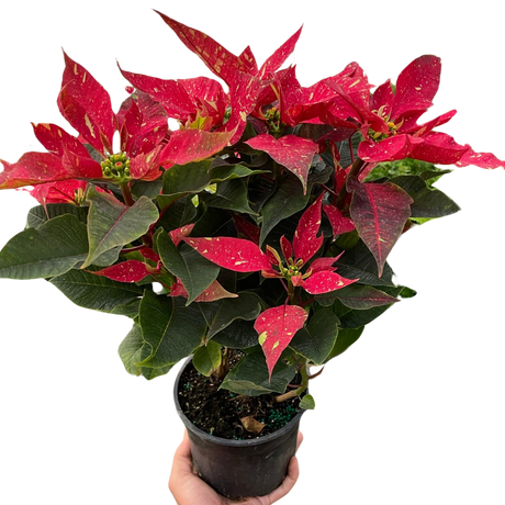 Poinsettia 'Red Glitter' indoor houseplant