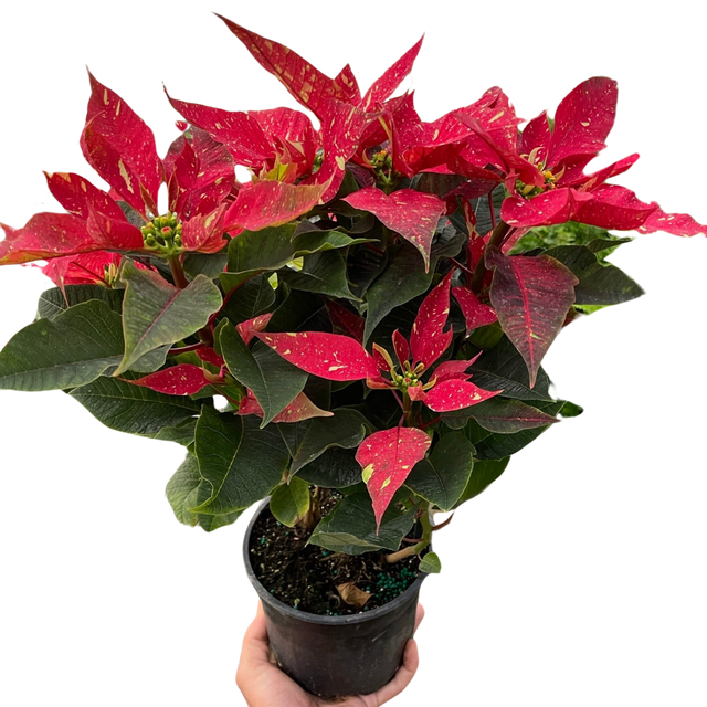 Poinsettia 'Red Glitter' indoor houseplant