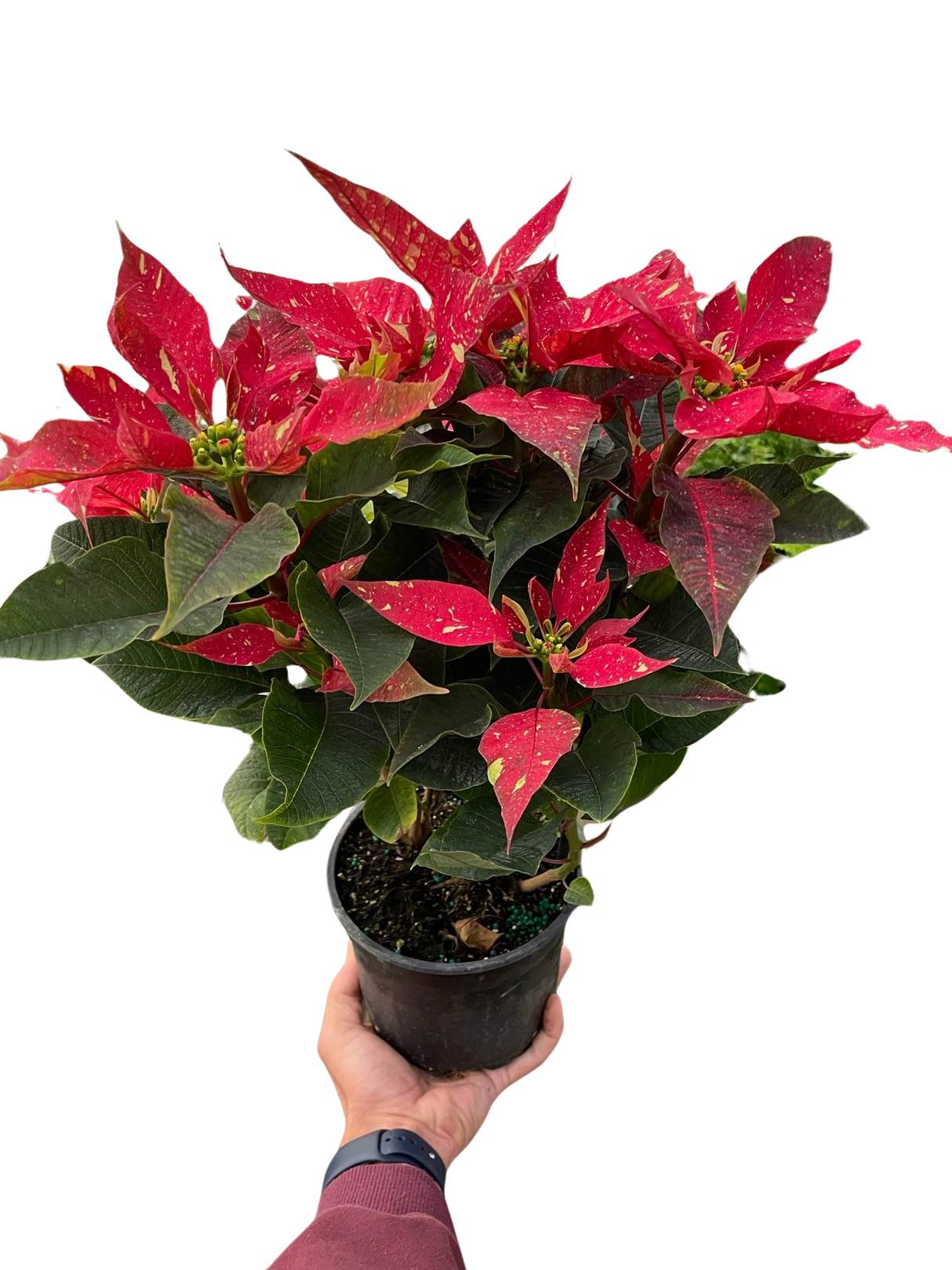 Poinsettia 'Red Glitter' indoor houseplant