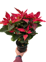 Poinsettia 'Red Glitter' indoor houseplant