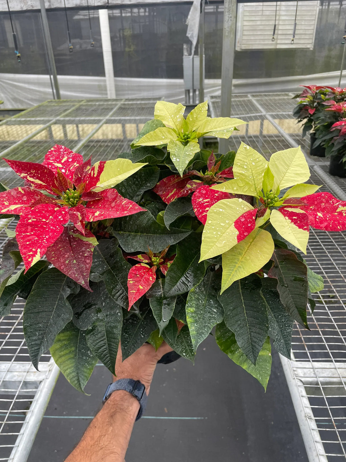 Poinsettia 'Red Glitter' indoor houseplant