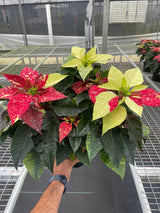 Poinsettia 'Red Glitter' indoor houseplant