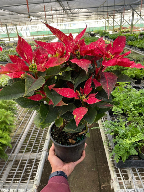 Poinsettia 'Red Glitter' indoor houseplant