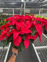 Poinsettia 'Red' indoor houseplant