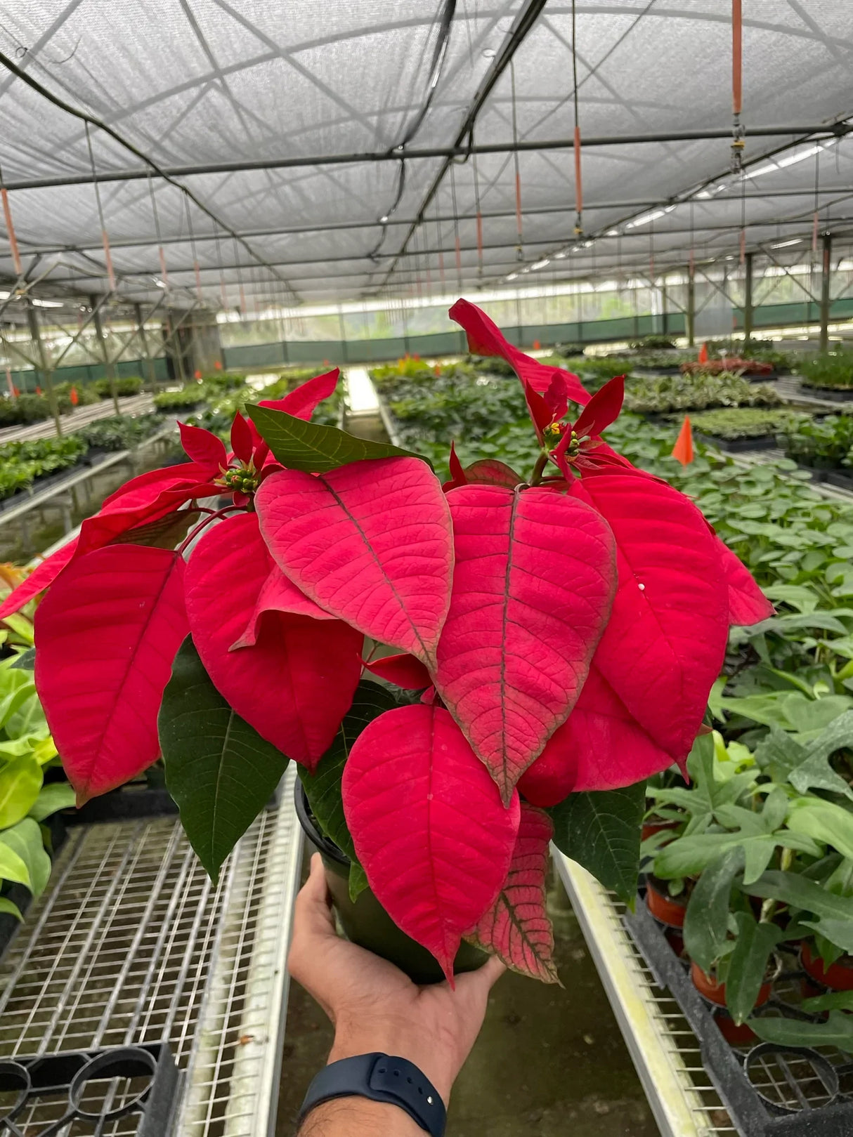 Poinsettia 'Red' indoor houseplant