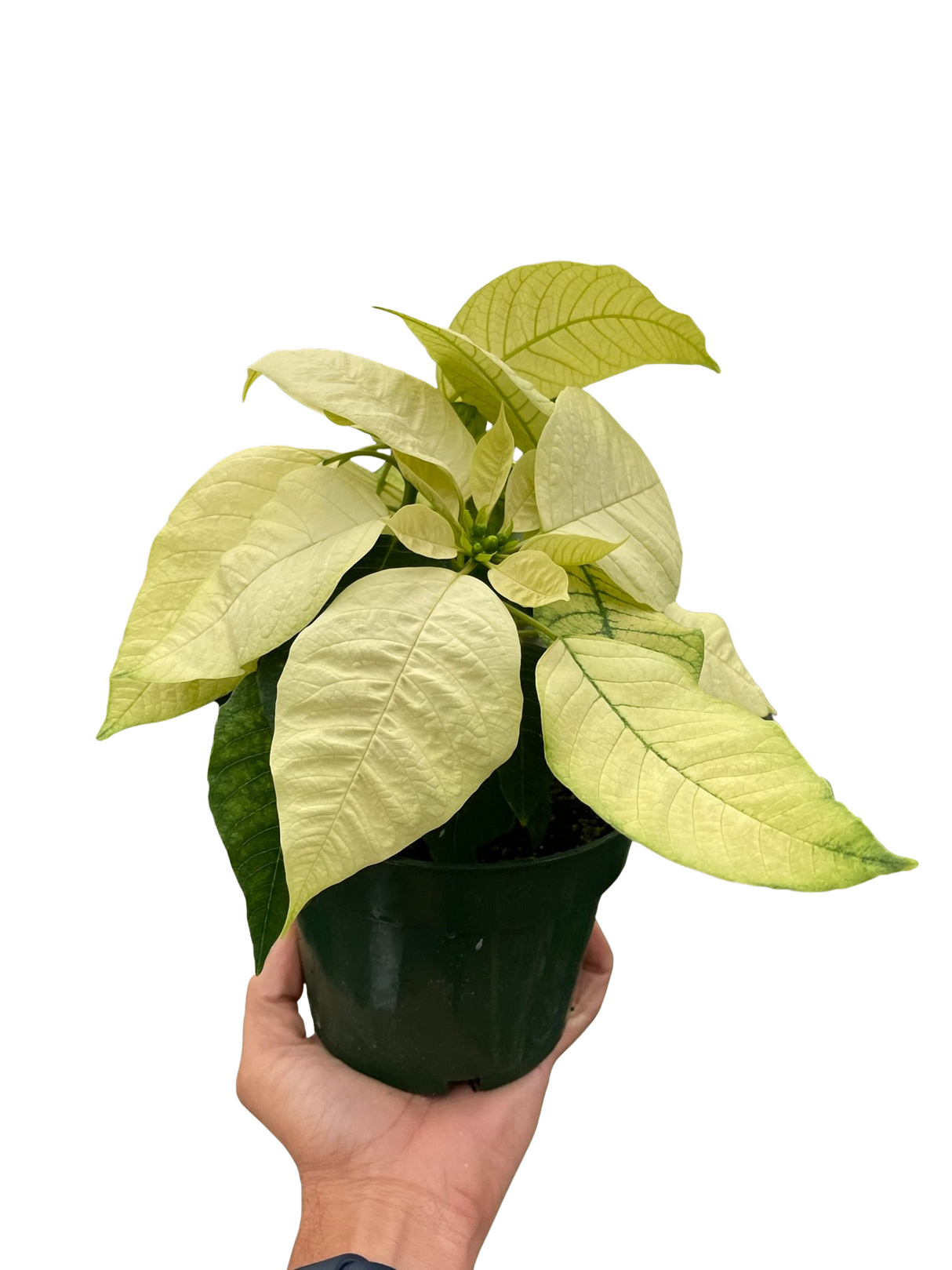 Poinsettia 'White' indoor houseplant