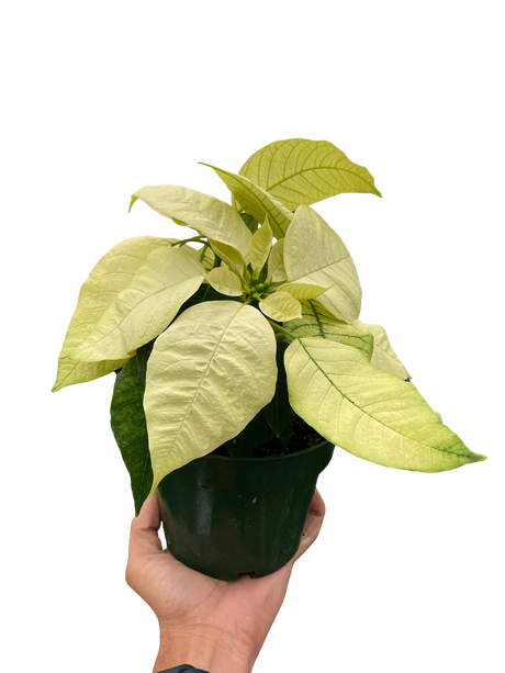 Poinsettia 'White' indoor houseplant