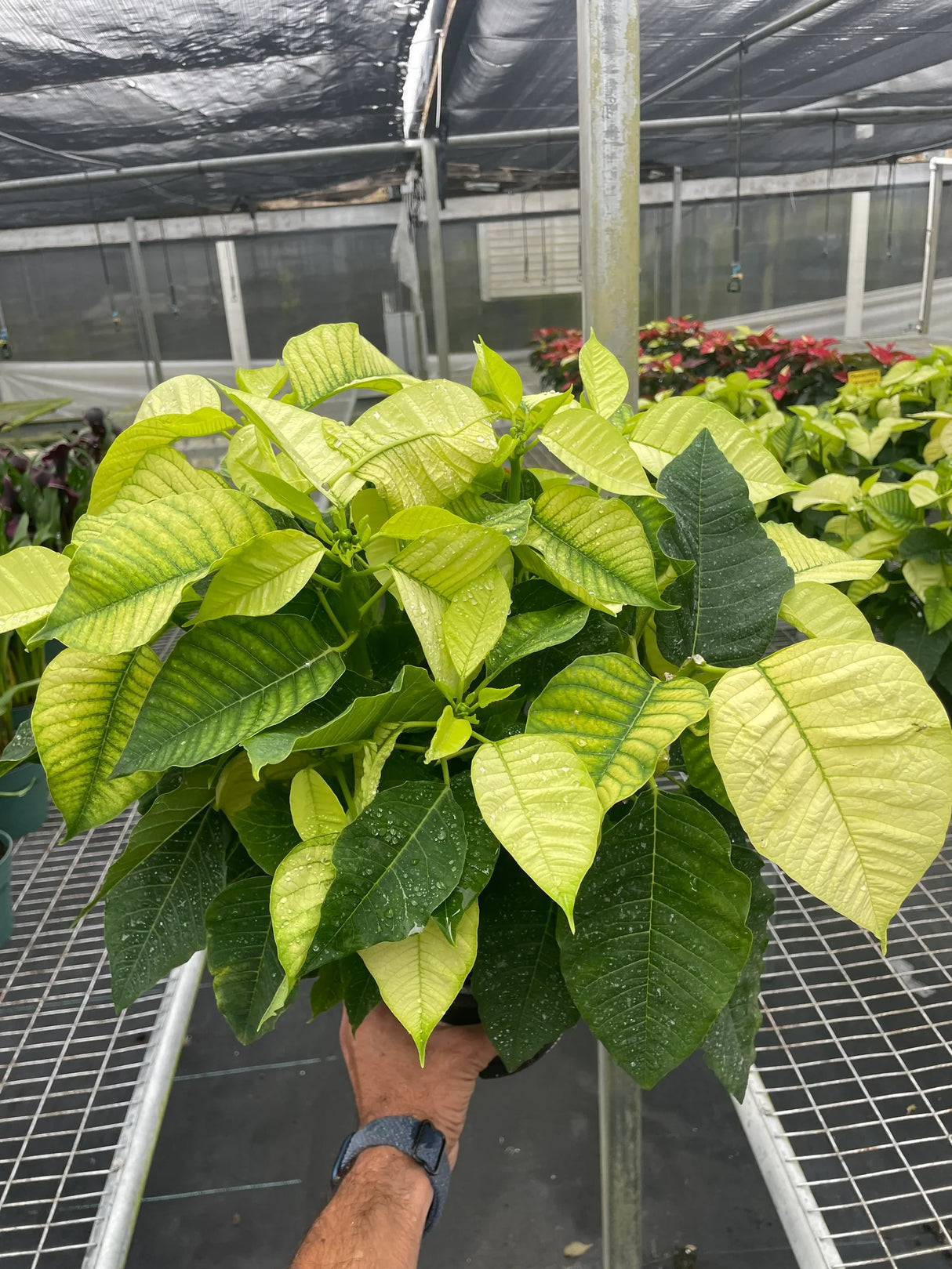 Poinsettia 'White' indoor houseplant