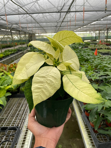 Poinsettia 'White' indoor houseplant