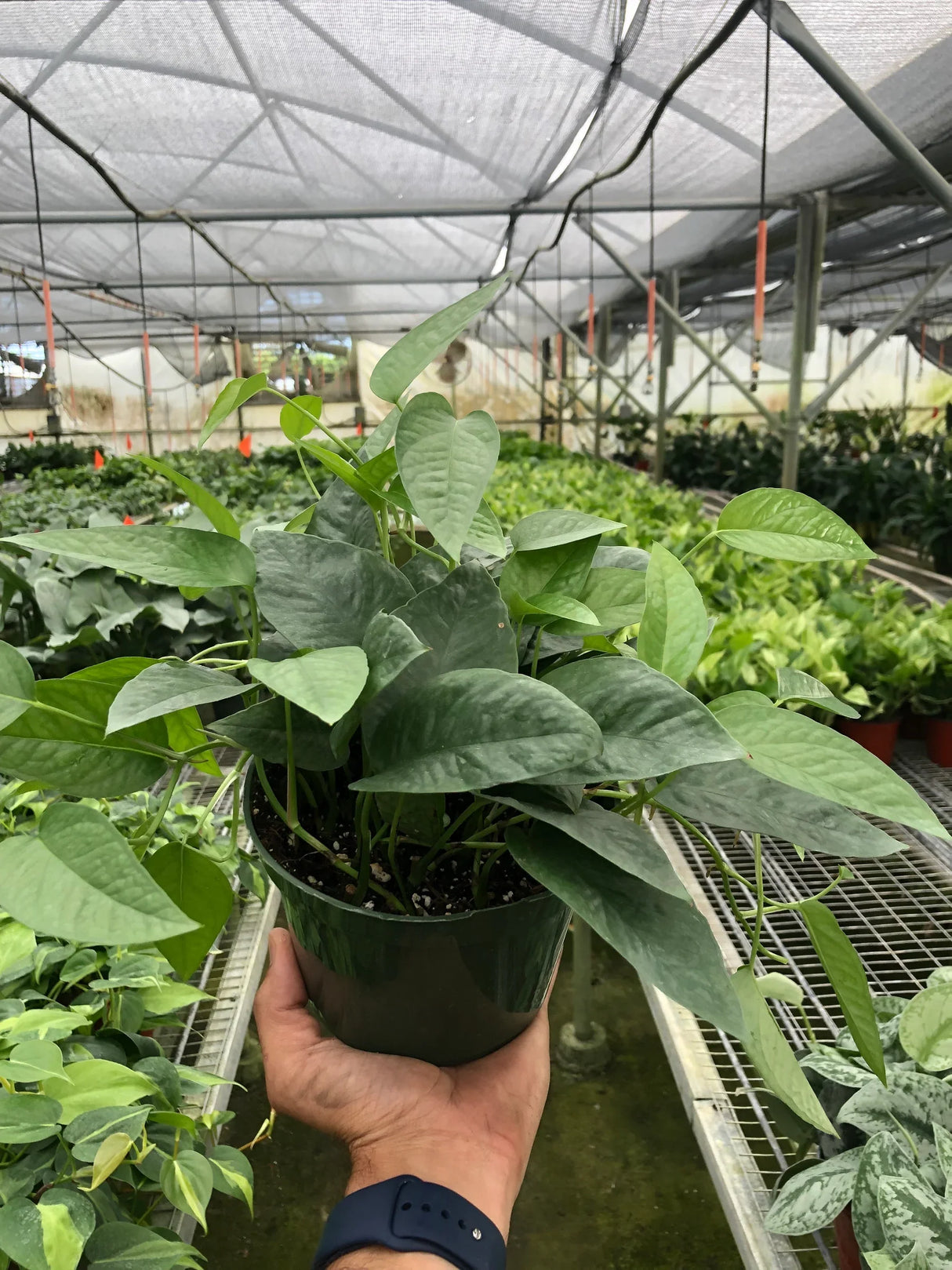 Pothos 'Cebu Blue' indoor houseplant