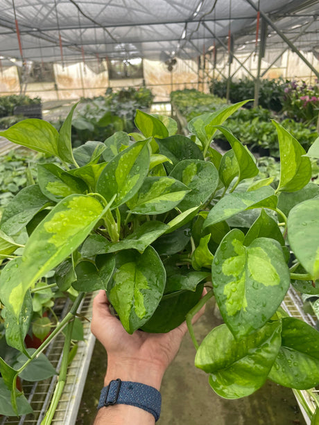 Pothos 'Global Green' indoor houseplant