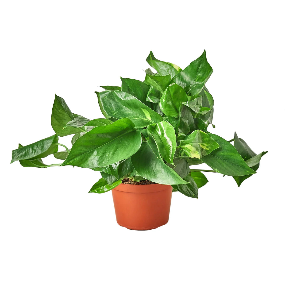 Pothos 'Golden' indoor houseplant