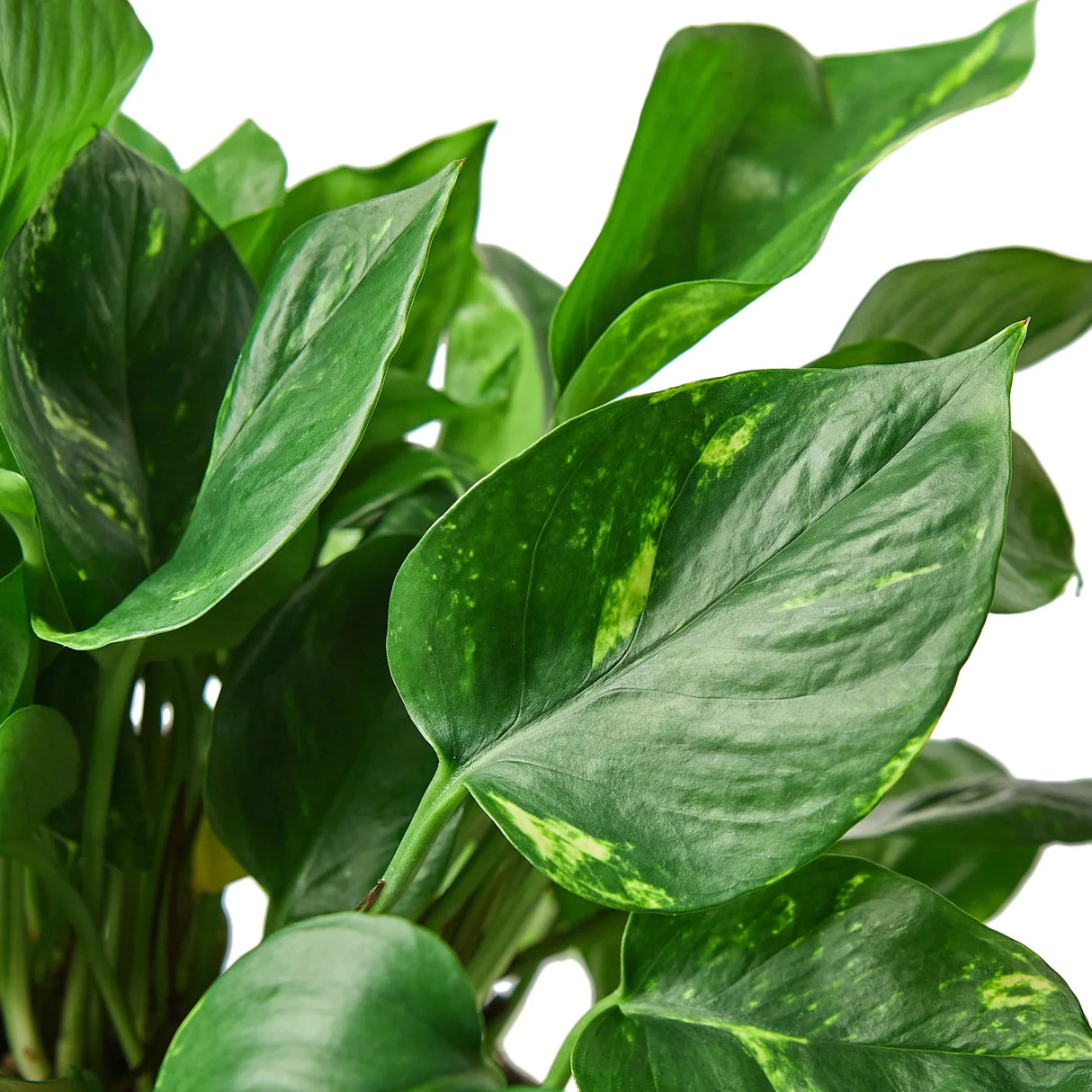 Pothos 'Golden' indoor houseplant