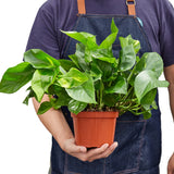 Pothos 'Golden' indoor houseplant