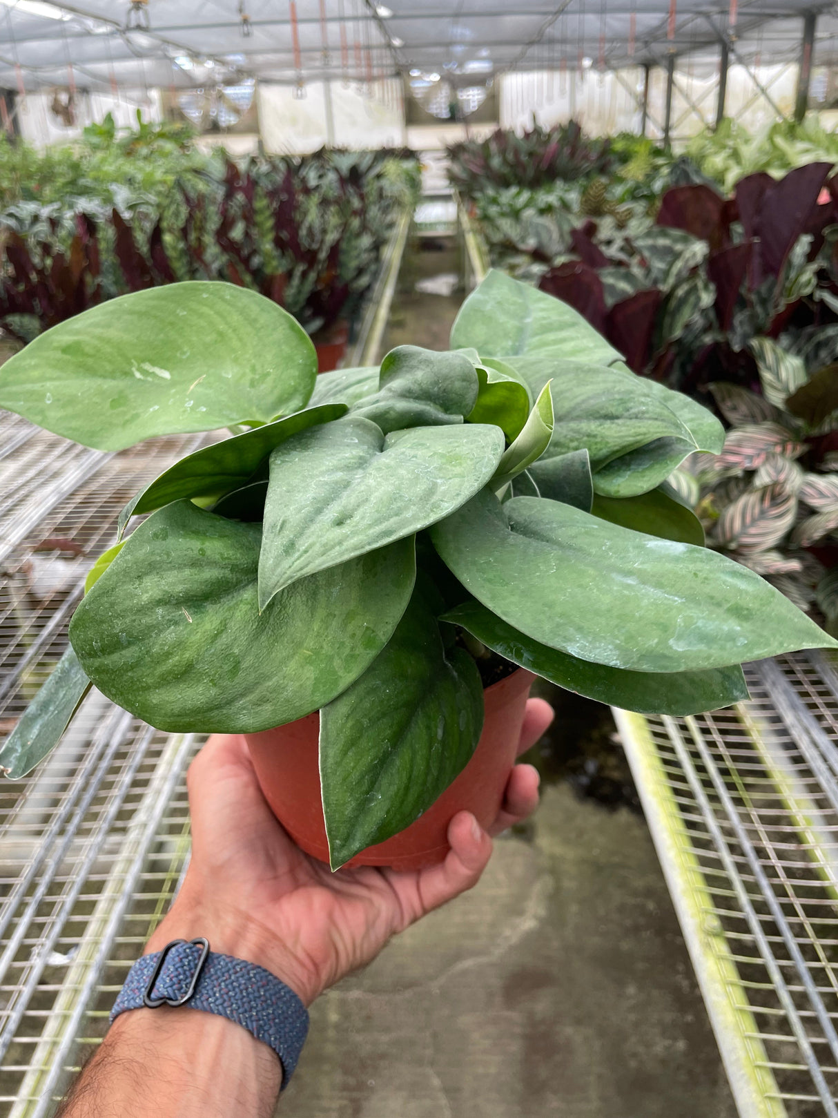 Pothos Jade Satin indoor houseplant