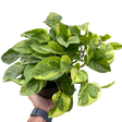 Pothos 'Lemon Meringue' indoor houseplant