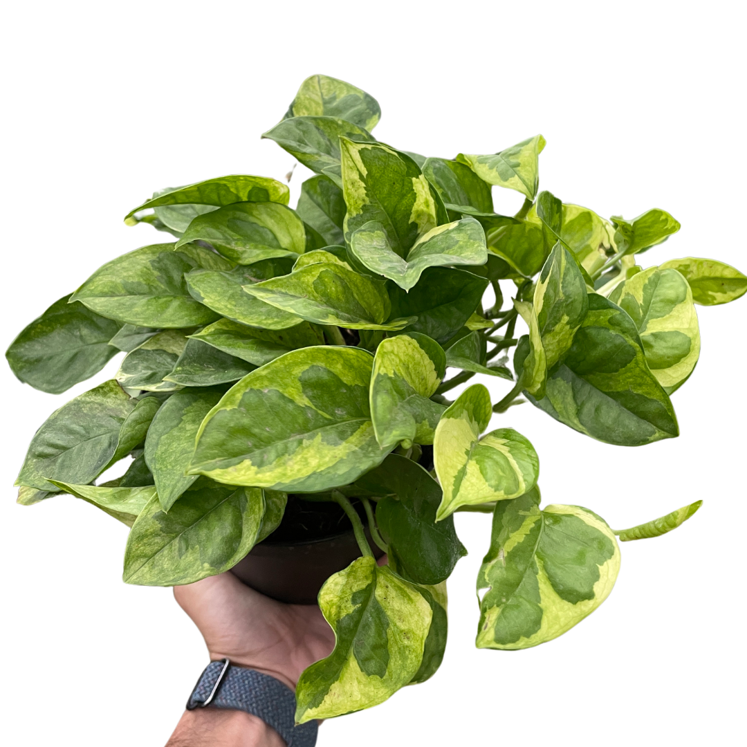 Pothos 'Lemon Meringue' indoor houseplant