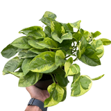 Pothos 'Lemon Meringue' indoor houseplant