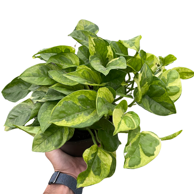 Pothos 'Lemon Meringue' indoor houseplant