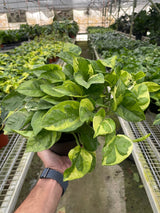 Pothos 'Lemon Meringue' indoor houseplant