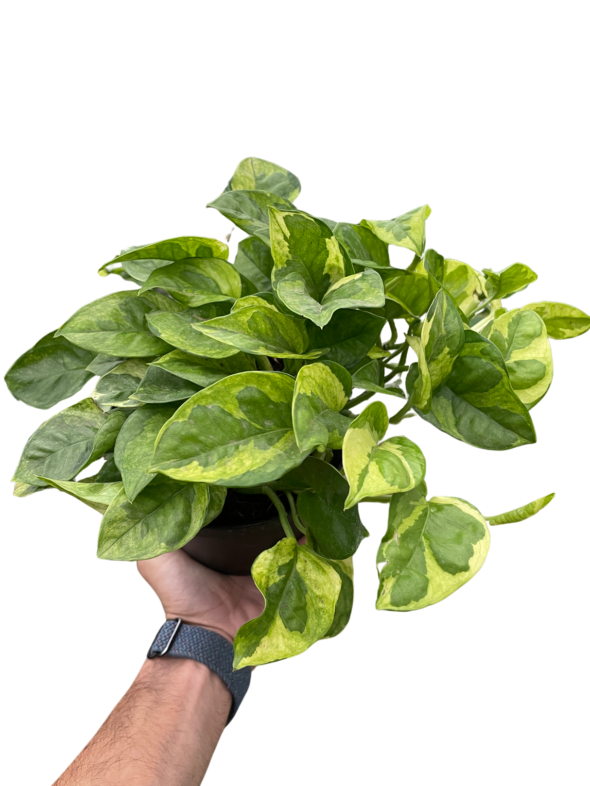 Pothos 'Lemon Meringue' indoor houseplant