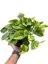 Pothos 'Lemon Meringue' indoor houseplant