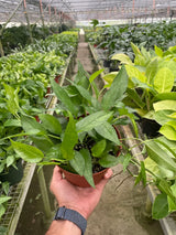 Pothos Skeleton Key indoor houseplant