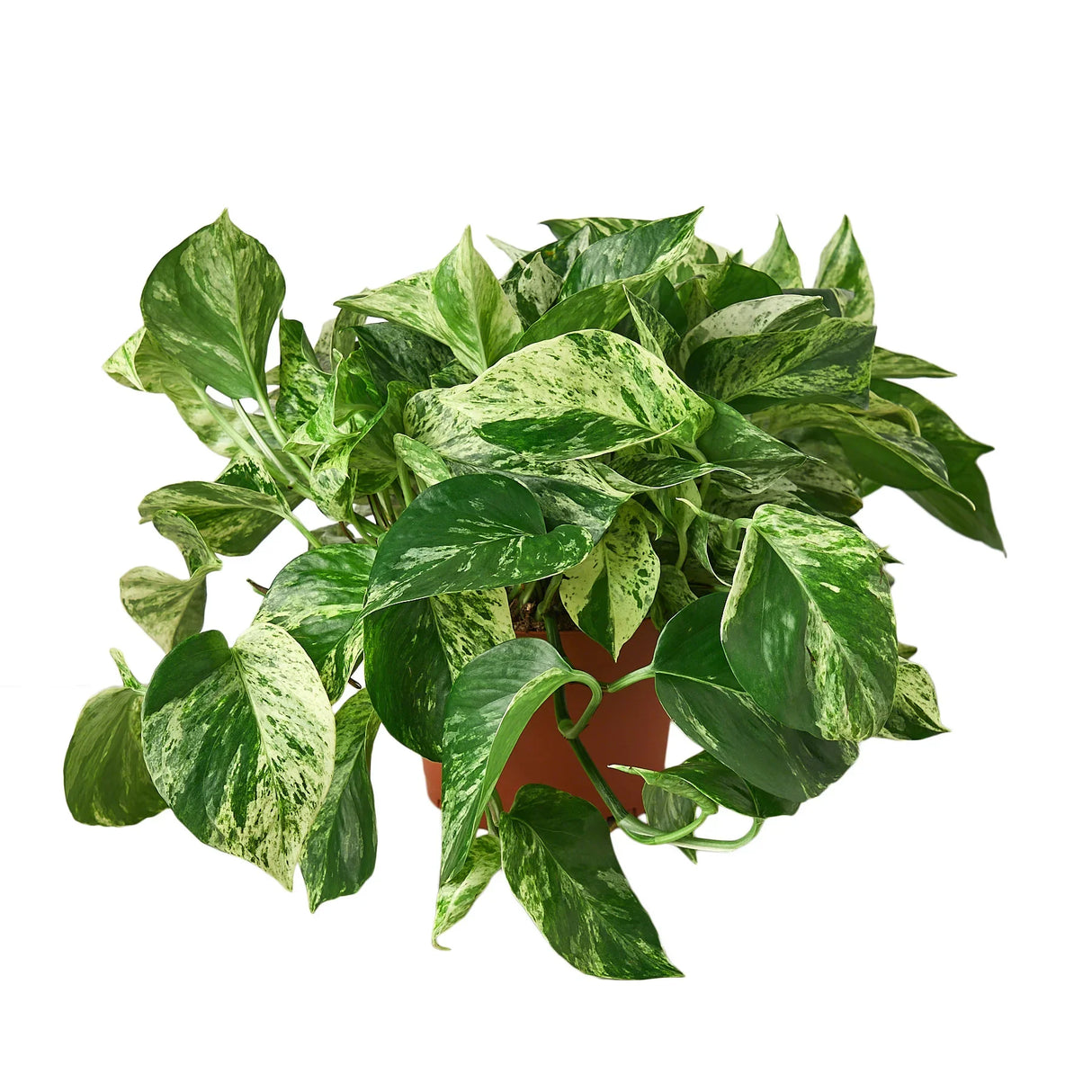 Pothos 'Marble Queen' indoor houseplant