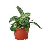 Philodendron 'Birkin' indoor houseplant