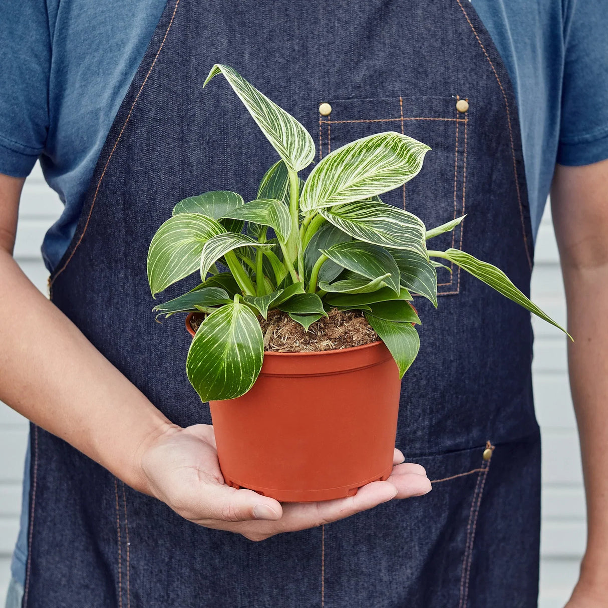 Philodendron 'Birkin' indoor houseplant