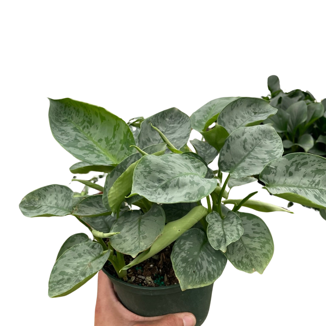 Schismatoglottis 'Sarawak' indoor houseplant