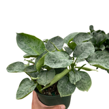 Schismatoglottis 'Sarawak' indoor houseplant