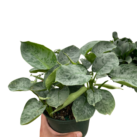 Schismatoglottis 'Sarawak' indoor houseplant