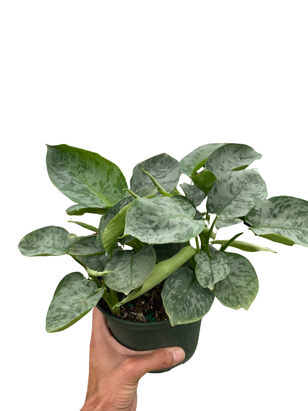 Schismatoglottis 'Sarawak' indoor houseplant