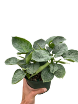 Schismatoglottis 'Sarawak' indoor houseplant