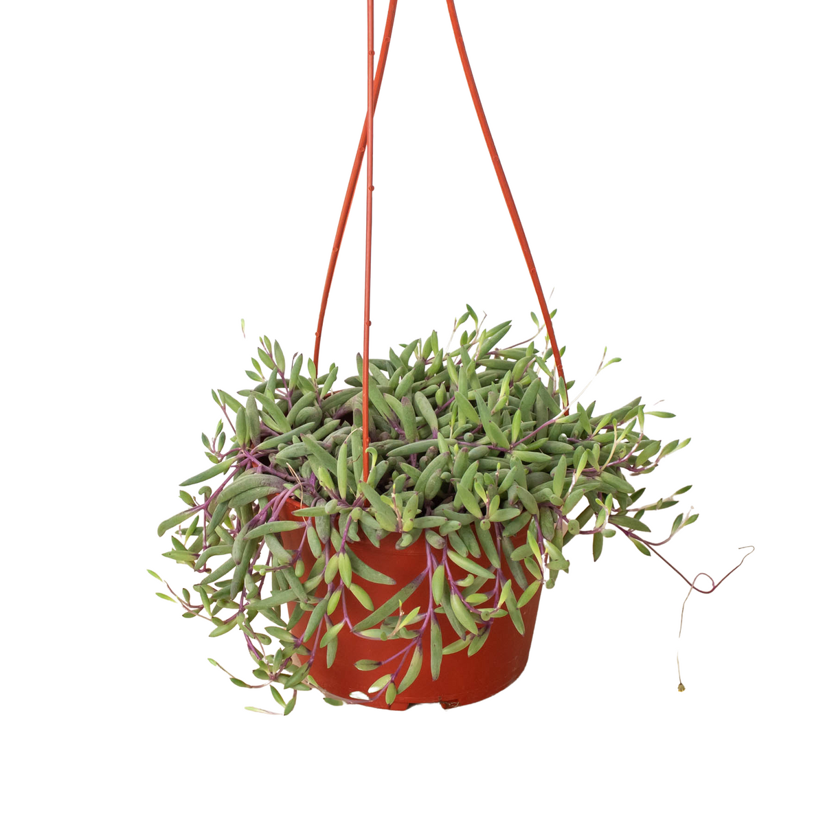 String of Rubies - 6" Pots indoor houseplant