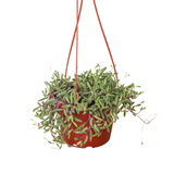 String of Rubies - 6" Pots indoor houseplant