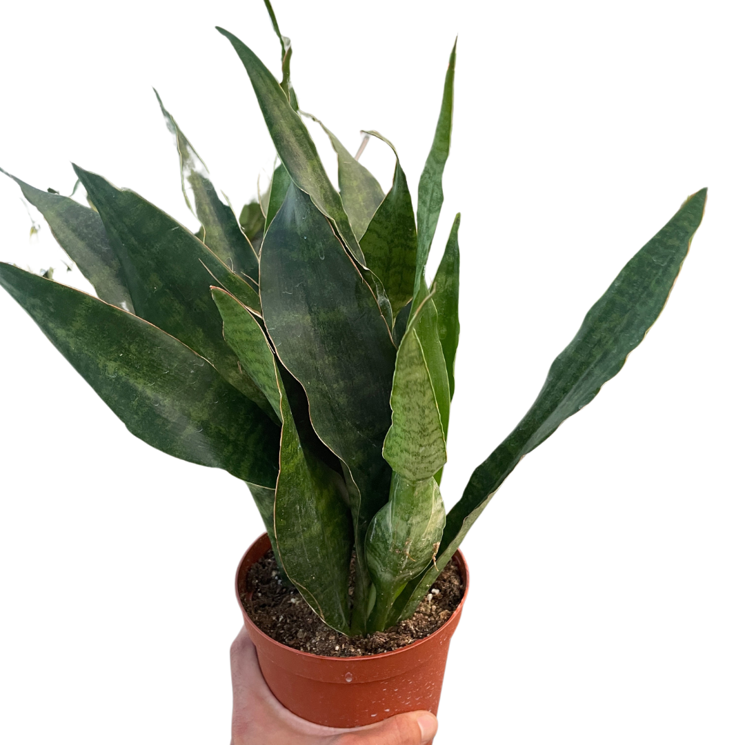 Snake Plant 'Jaboa' indoor houseplant