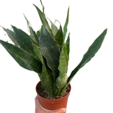 Snake Plant 'Jaboa' indoor houseplant