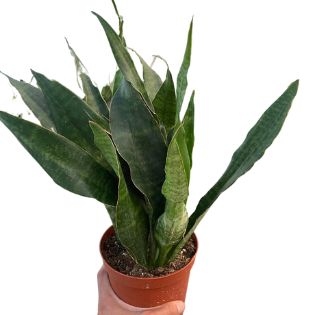 Snake Plant 'Jaboa' indoor houseplant