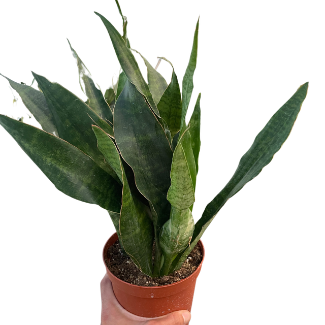 Snake Plant 'Jaboa' indoor houseplant