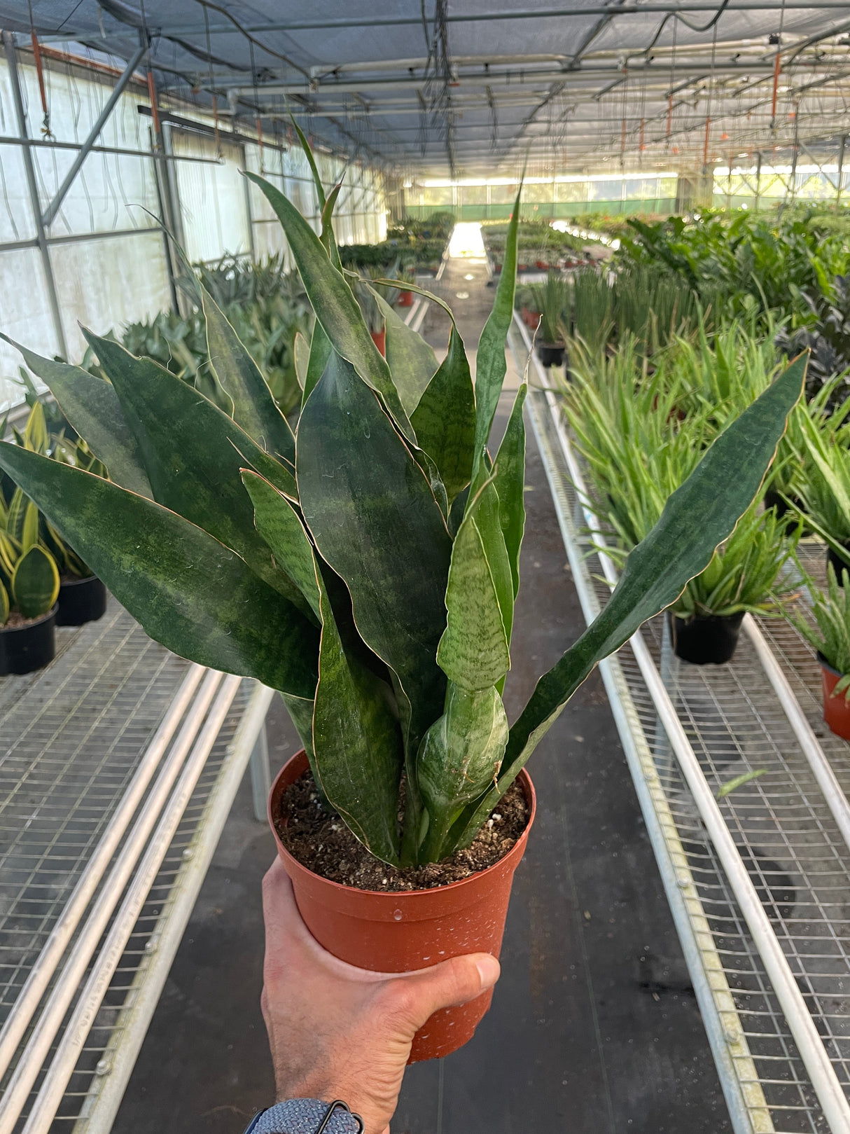 Snake Plant 'Jaboa' indoor houseplant