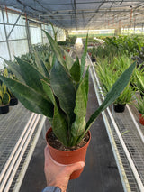 Snake Plant 'Jaboa' indoor houseplant