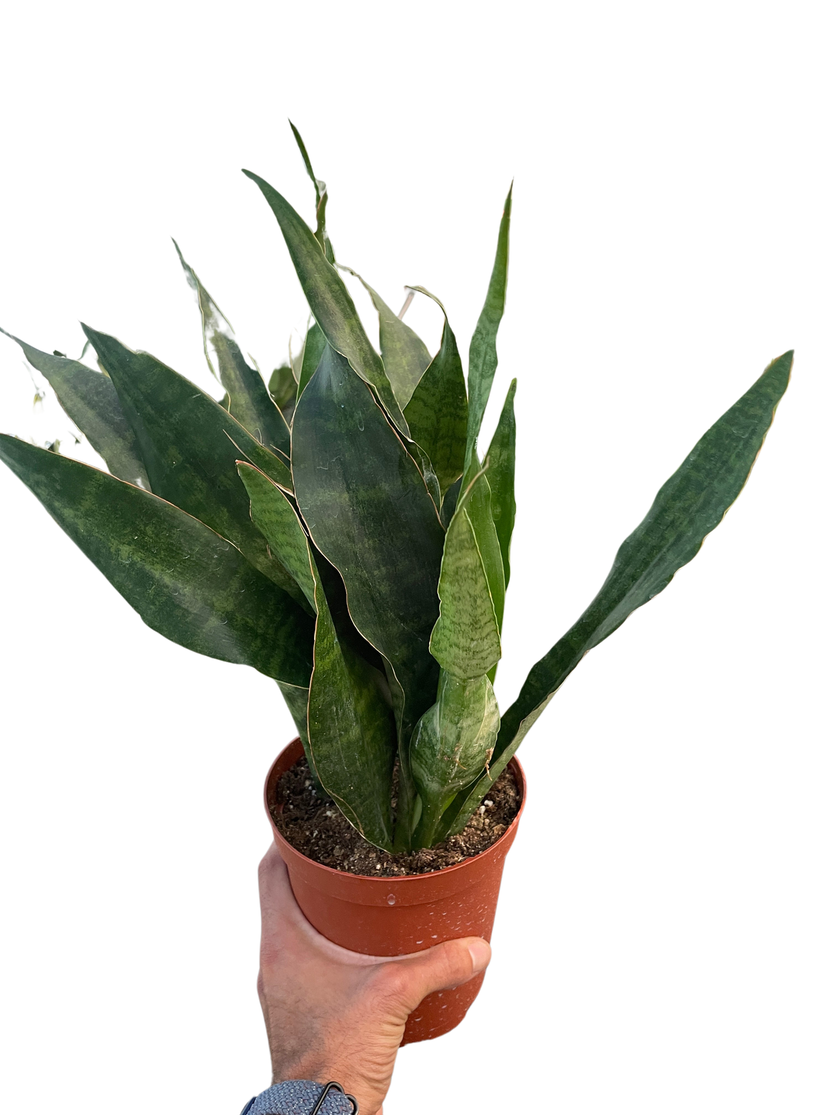 Snake Plant 'Jaboa' indoor houseplant