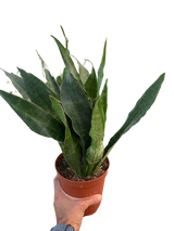 Snake Plant 'Jaboa' indoor houseplant