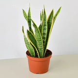 Snake Plant Laurentii indoor houseplant