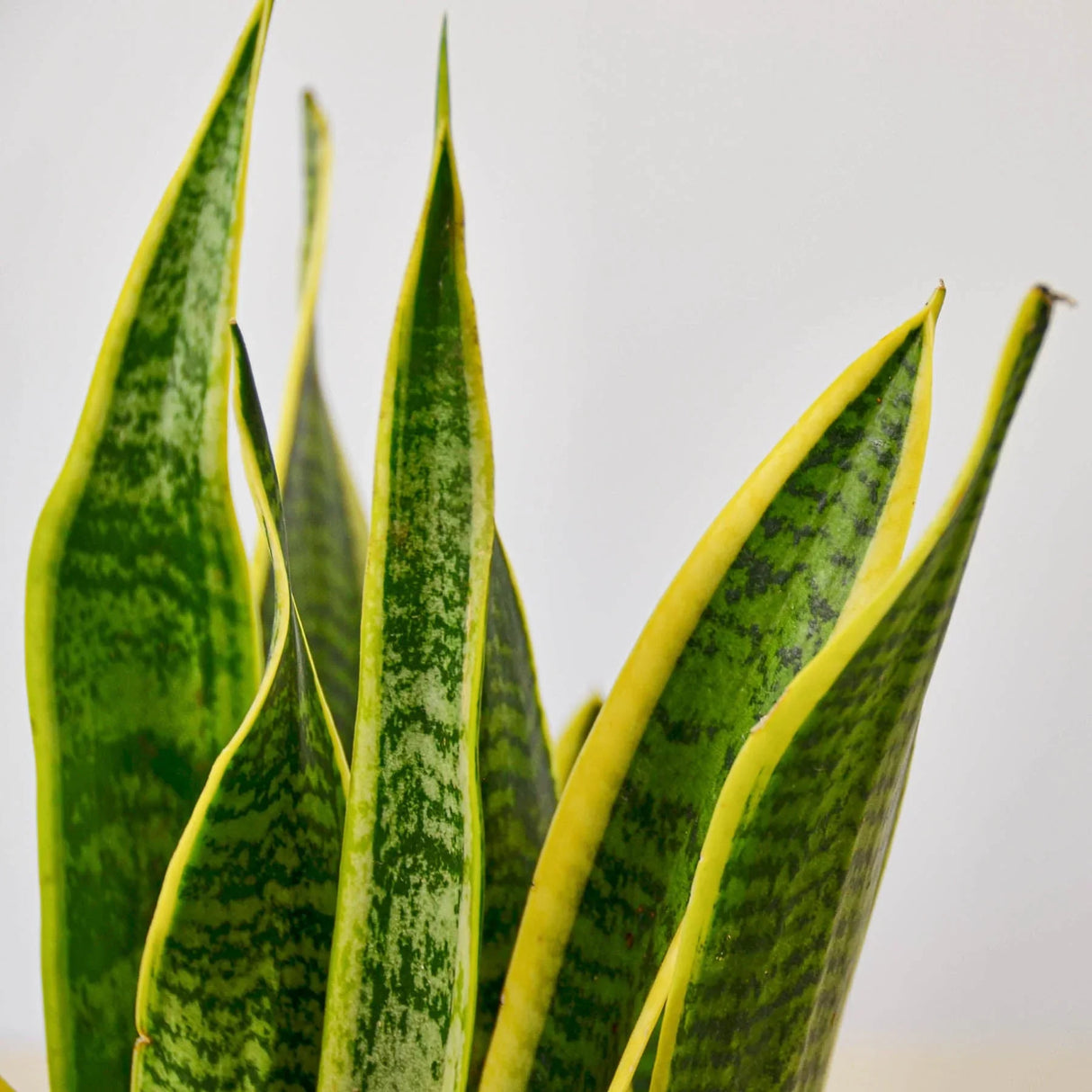 Snake Plant Laurentii indoor houseplant